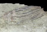 Crinoid (Macrocrinus) Fossil - Crawfordsville, Indiana #94816-1